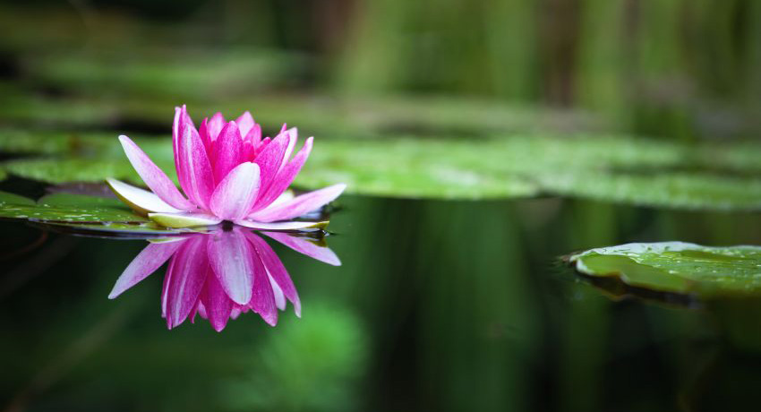 Pink waterlily