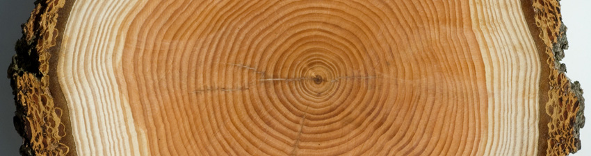 header-baumgutachten