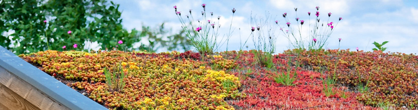 header-dachbegruenung