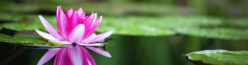 header-teichanlagen